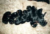 baby dobermans.jpg